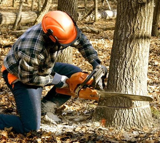 Tree Removal in Columbia, VA